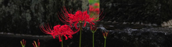 Photo: Red flower